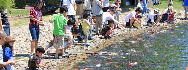 〈新潟ふるさと村〉で錦鯉にエサをあげる来場者たち