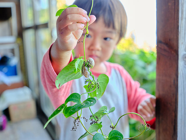 カマキリの卵付きのムカゴを手にした男の子