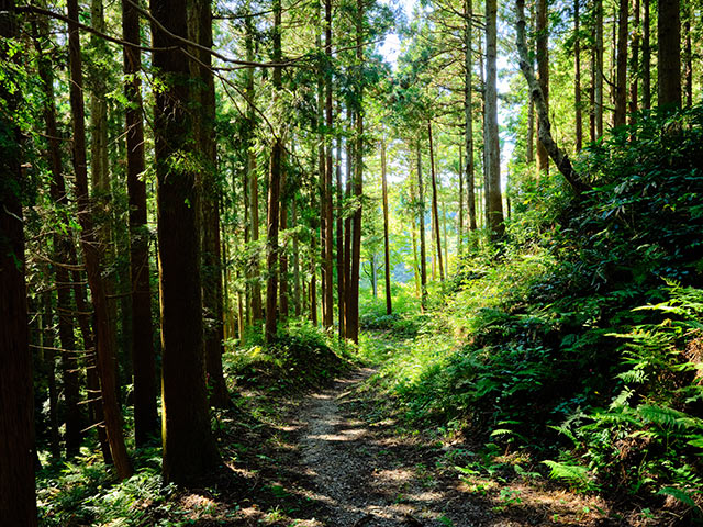 山深い中にある山道