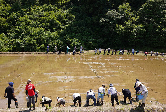 参加者が横一列に並んで田植え中