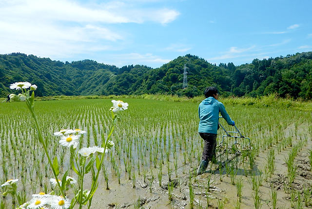 手押し型の水田中耕除草機で田んぼの除草を行なっている