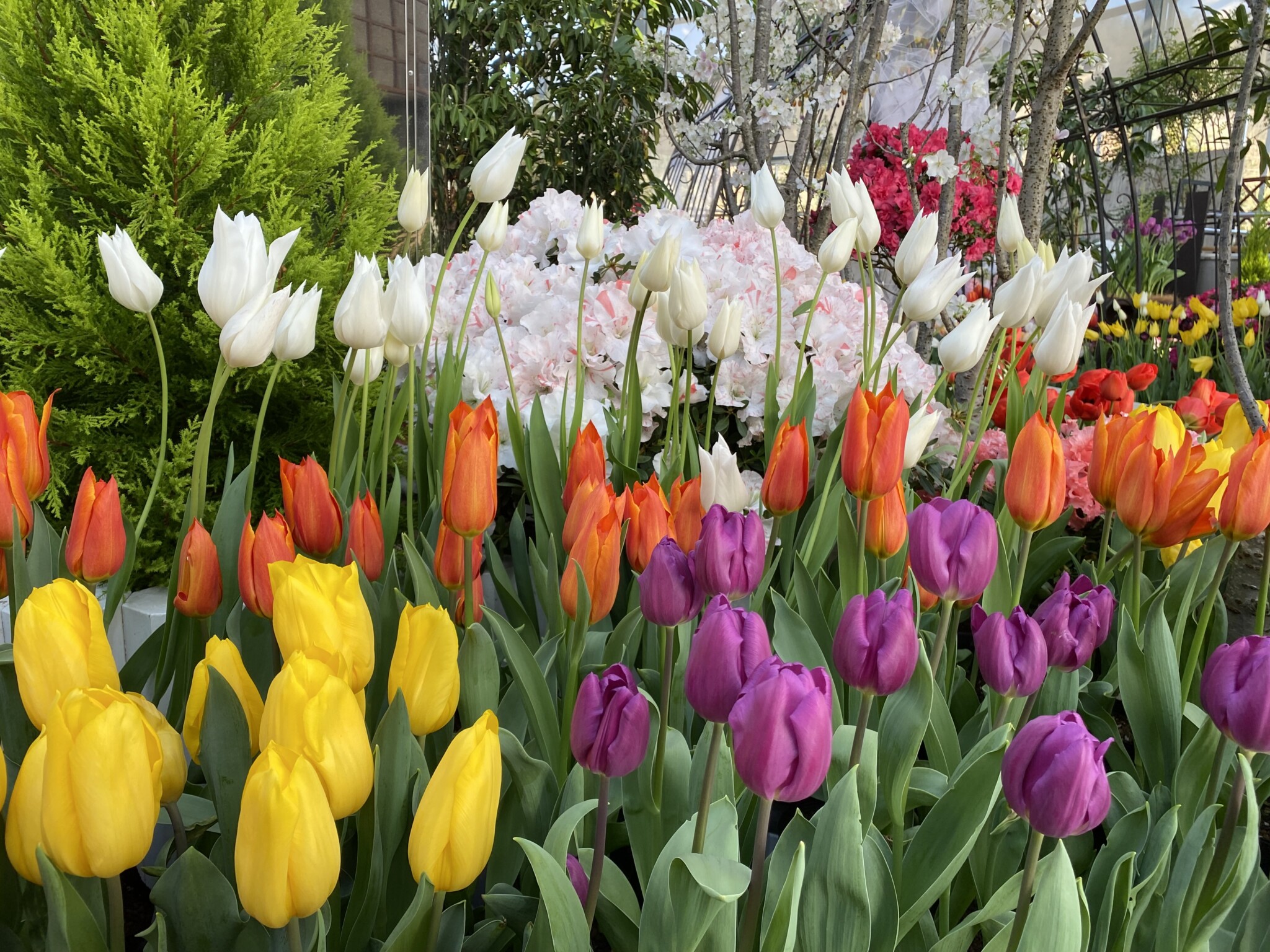 にいがた花の陣2025」開催中3/5 (水) より県の花「チューリップ」が