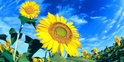 nc-flower-calendar-paged3