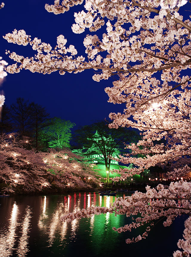 〈高田城址公園〉の夜桜