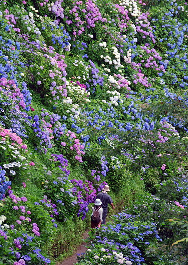 護摩堂山あじさい園