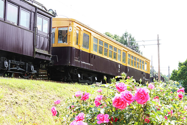 〈冬鳥越スキーガーデン〉内のバラと展示されている木造電車「モハ１」
