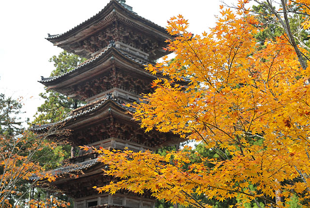紅葉と妙宣寺の五重塔