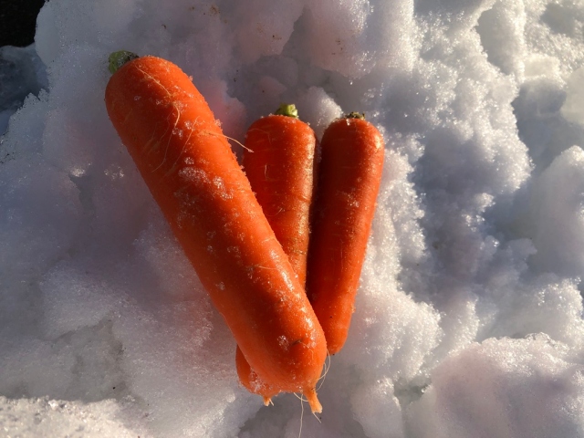 雪下にんじん