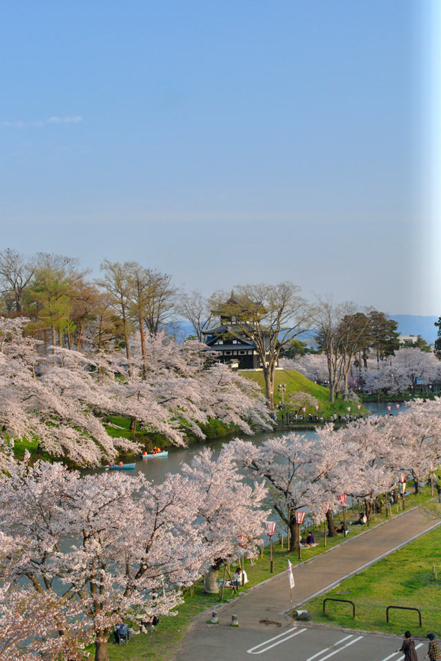 桜が満開の高田城址公園