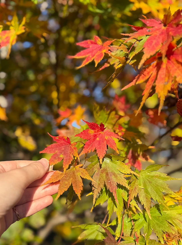 紅葉を手にしている