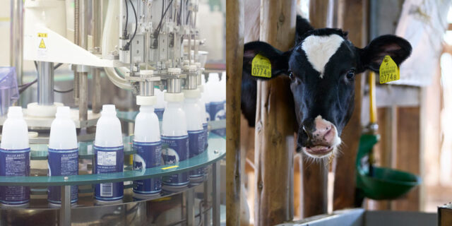 新潟県酪農発祥の地へ。〈神田酪農〉で牛と触れ合い、〈ヤスダヨーグルト〉で生乳の恵みを味わう旅