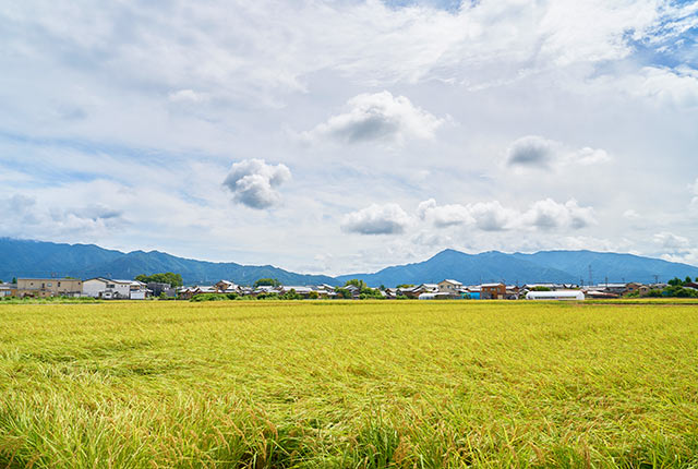 収穫前の稲穂が広がる景色