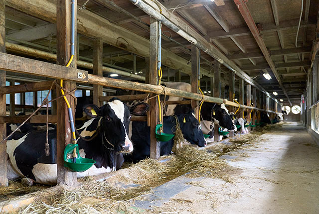 牛舎内でたくさんの牛が牧草を食べている