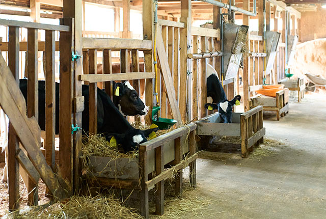 食事中の乳牛たち