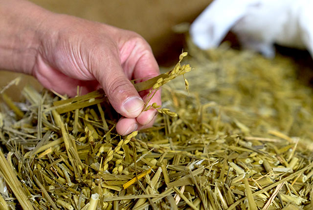 飼料用稲を手にしている