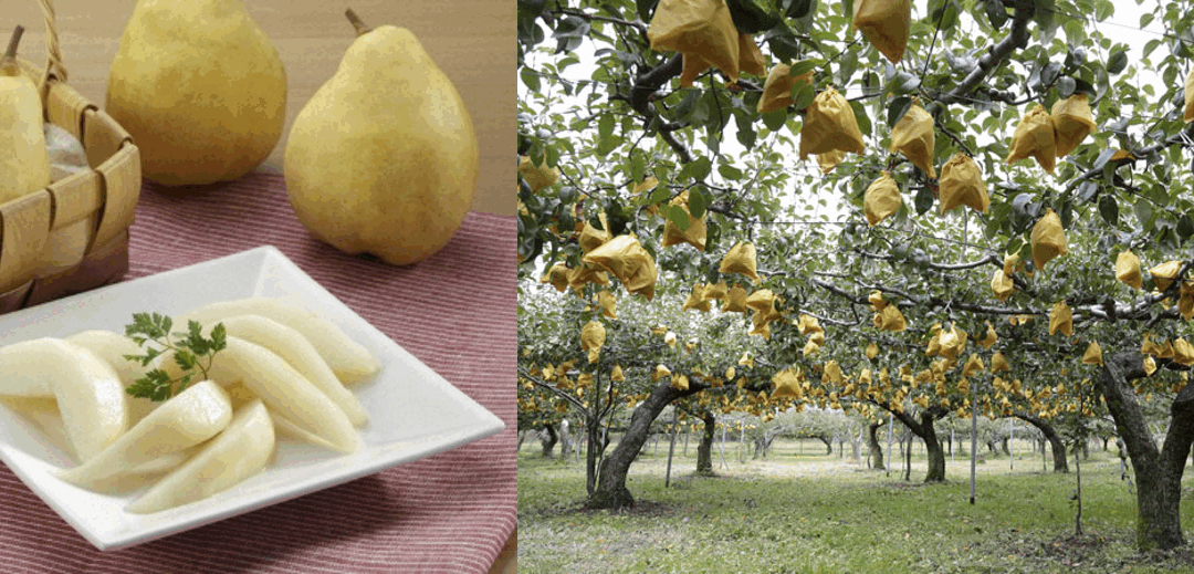 ルレクチエ ルレクチエ