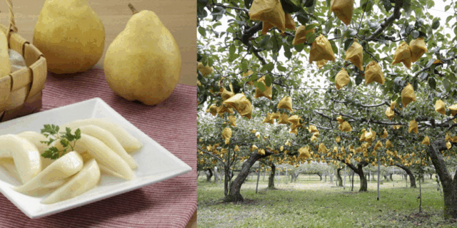 幻の西洋なし“ル レクチエ”、11月20日に出荷解禁