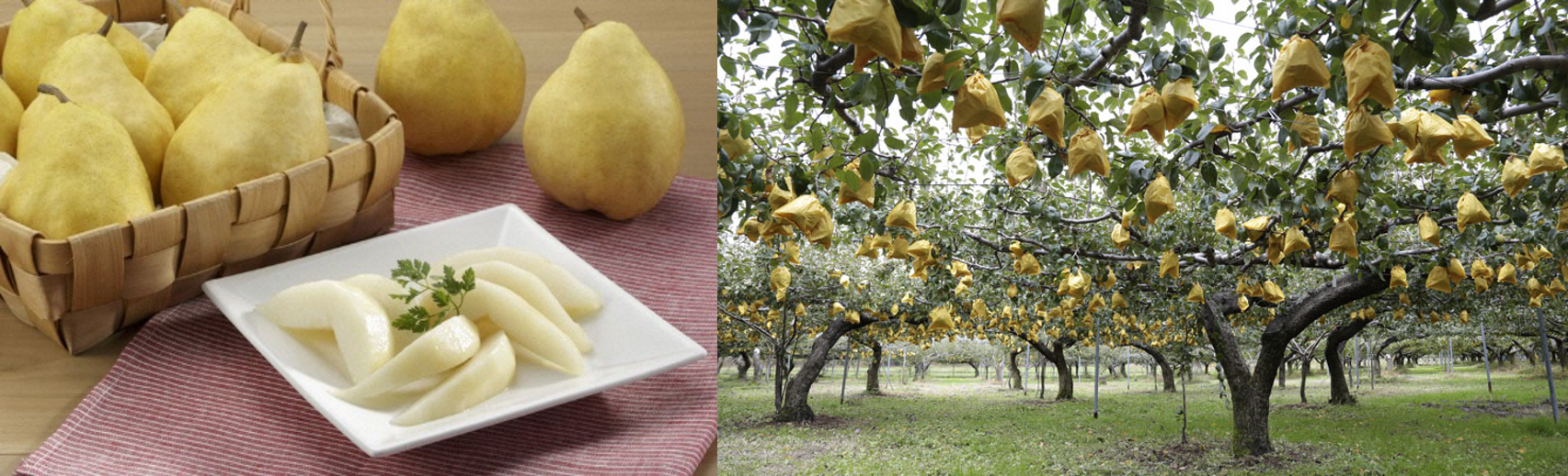 幻の西洋なし“ル レクチエ”、11月20日に出荷解禁 | 新潟のつかいかた