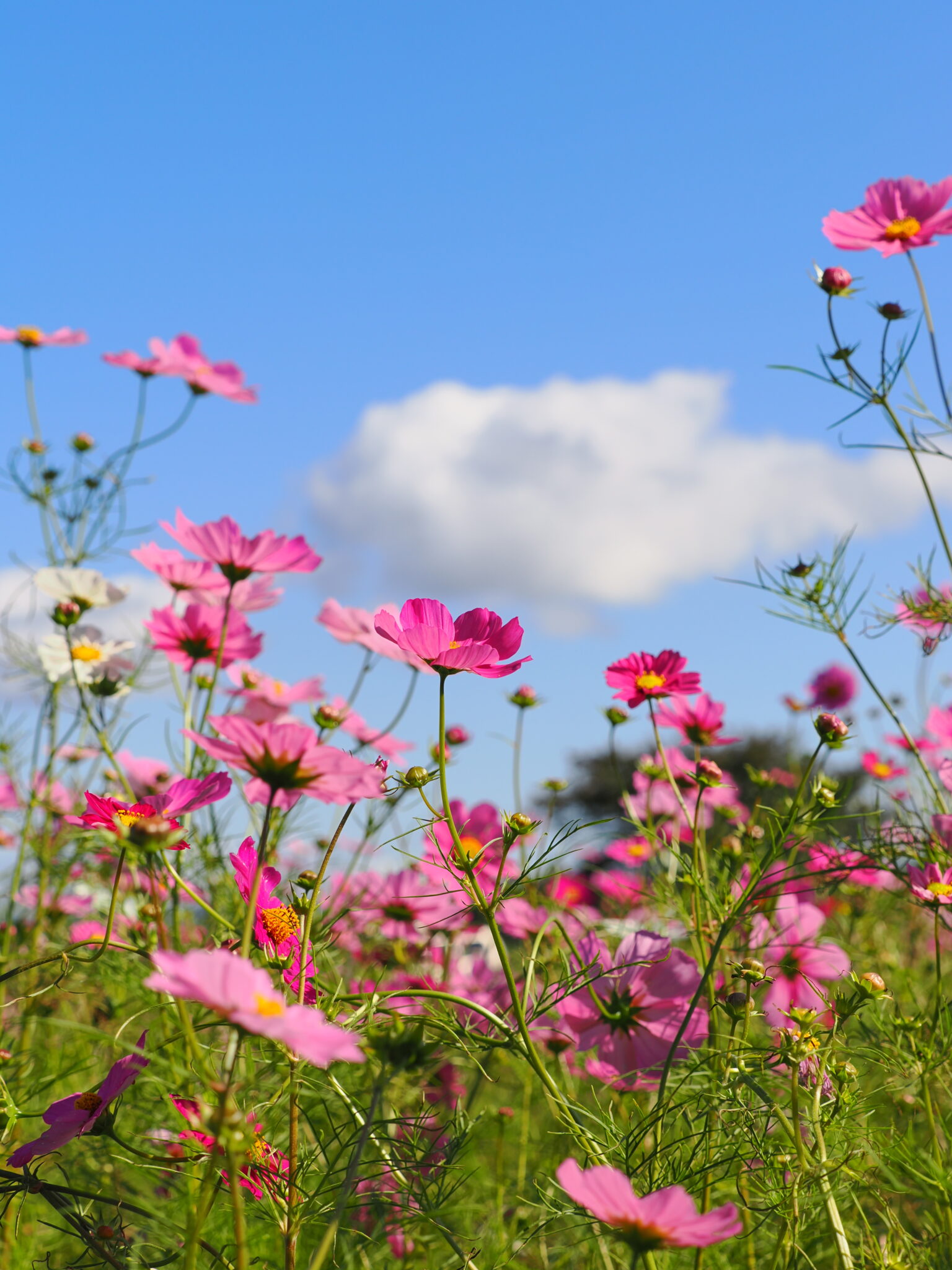 001_ベルナティオ賞1位-rocky816816