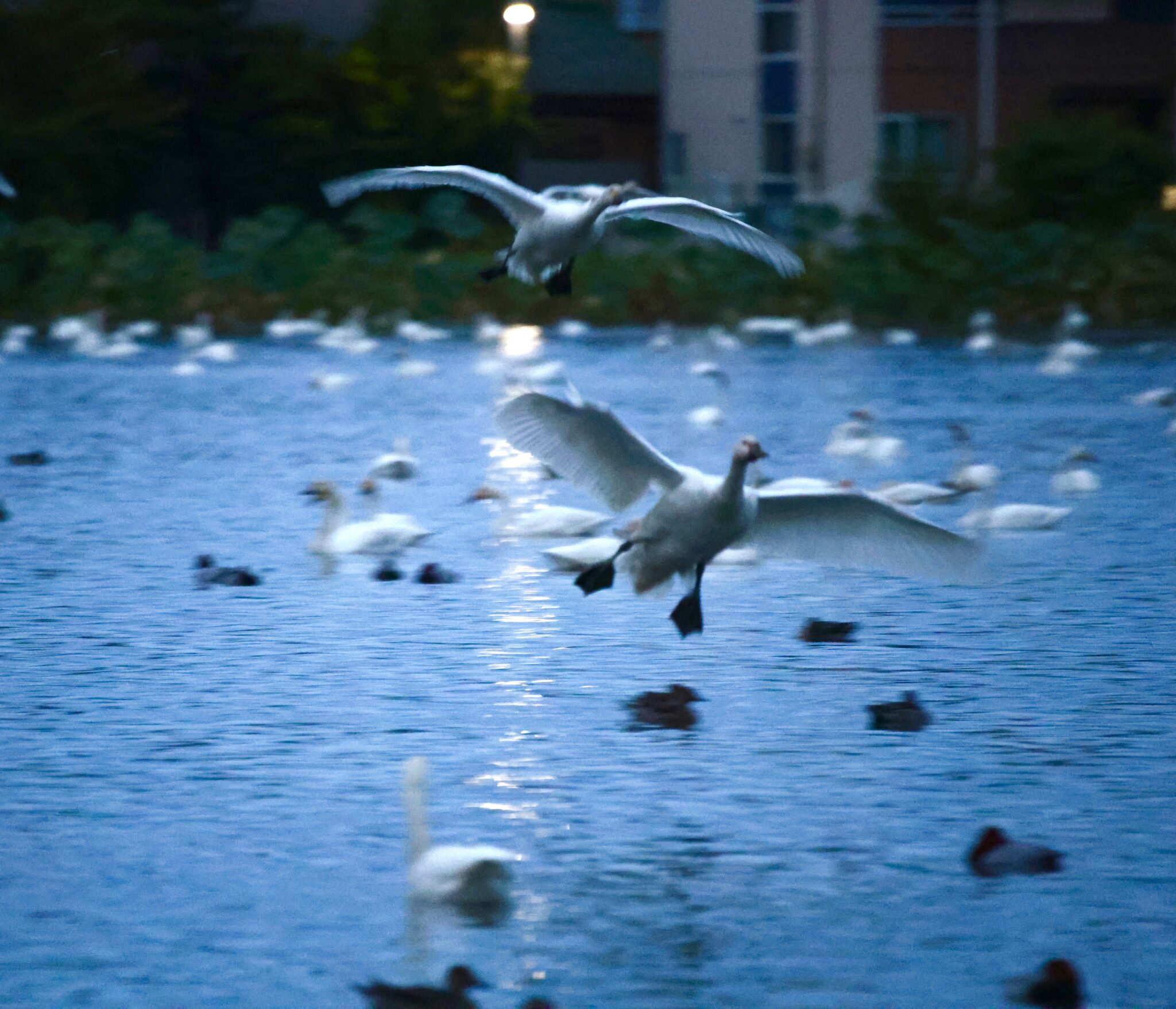 019_道の駅あがの賞1位-happiness775_775