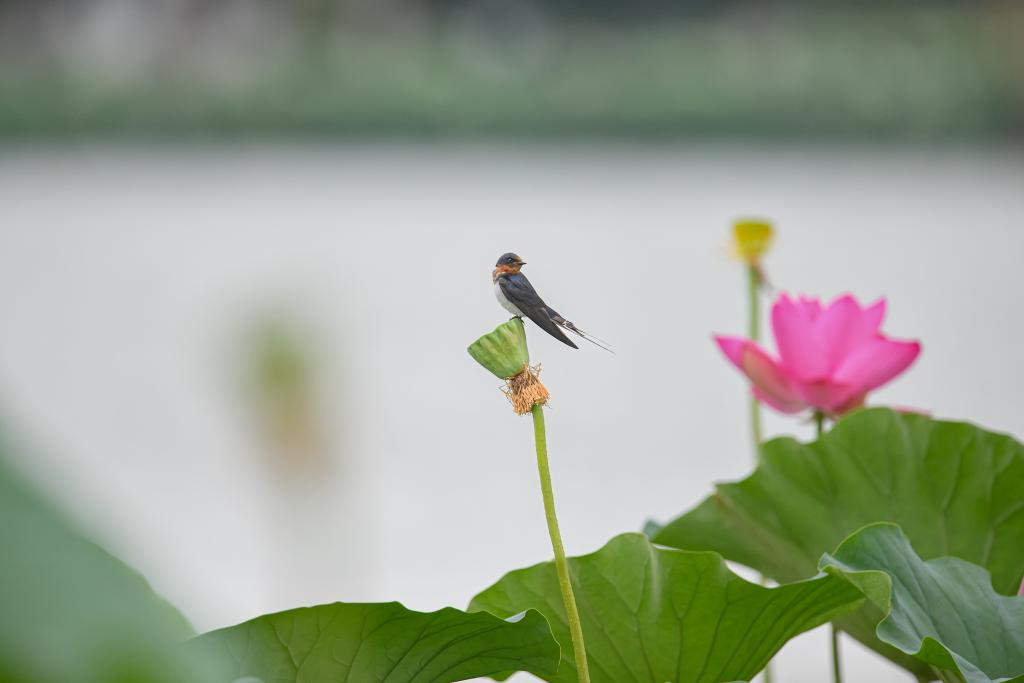 021_道の駅あがの賞3位-stance_every