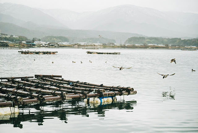 牡蠣棚が見えてきた