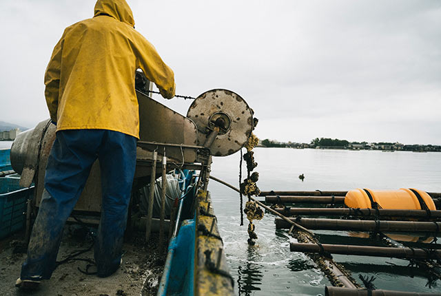 機械でロープを巻き上げ牡蠣を採取している