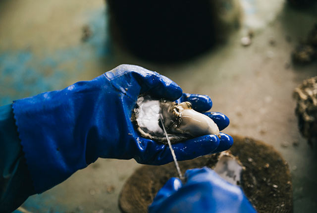 牡蠣の身を専用の道具で取り出している