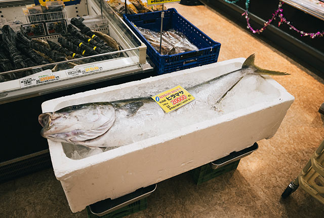 19kgの大きなヒラマサ