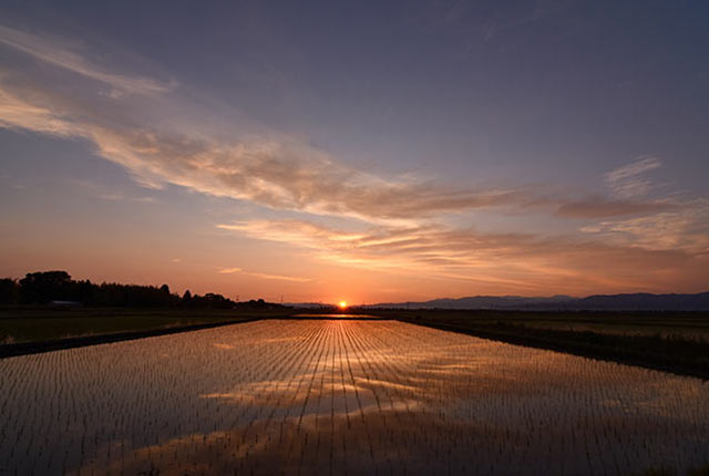 新潟市江南区で撮影された田園の水鏡
