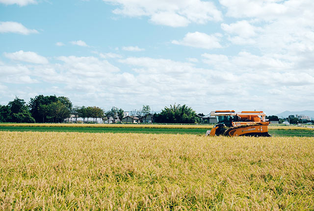 広大な田んぼにコンバインが動く収穫の風景