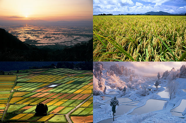 田んぼが四季で魅せる様々な風景