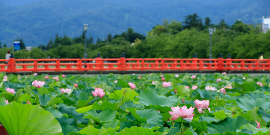 11.西堀橋とはす (5) 11.西堀橋とはす (5)