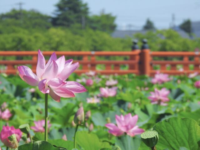 観蓮会 (西堀橋)