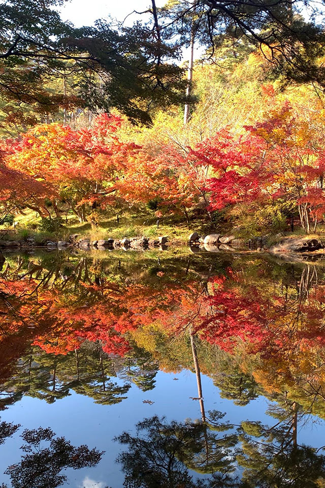 〈弥彦公園もみじ谷〉の池に映る「逆さもみじ」